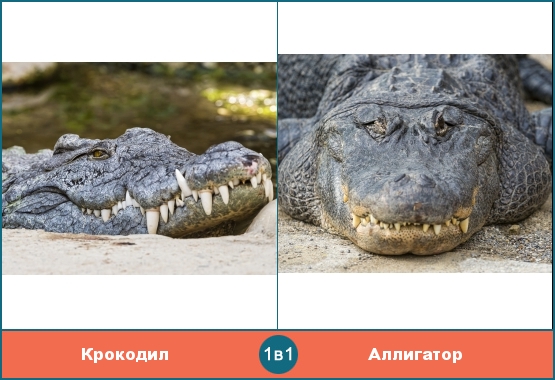 Крокодил похож на аллигатора