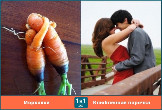 Морковки похожи на влюблённую парочку