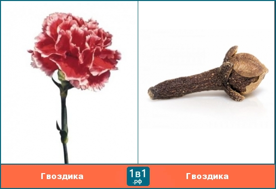 Забавные омонимы -  гвоздика (цветок) и гвоздика (специя)