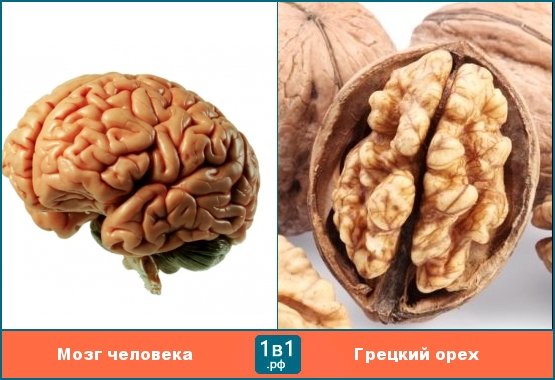 Мозг человека похож на грецкий орех