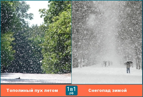 В России даже летом идёт снег (тополиный пух и снегопад)