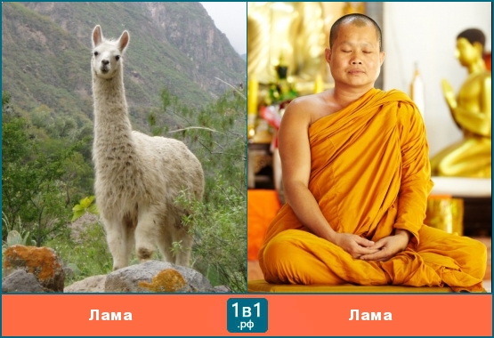 Забавные омонимы - лама (животное) и лама (буддийский монах)