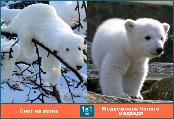 Снег на ветке похож на медвежонка белого медведя