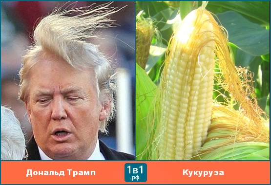 Прическа Дональда Трампа похожа на кукурузу