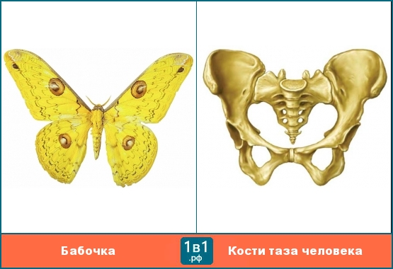 Бабочка похожа на кости таза человека
